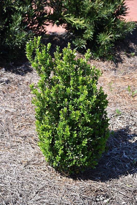 Buxus Microphylla Baby Gem - View 12 from www redcrocus com