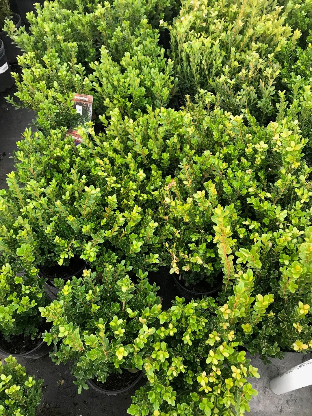 Buxus Microphylla Baby Gem - View 17 from www redcrocus com