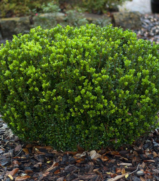 Buxus Microphylla Baby Gem - View 1 from www redcrocus com