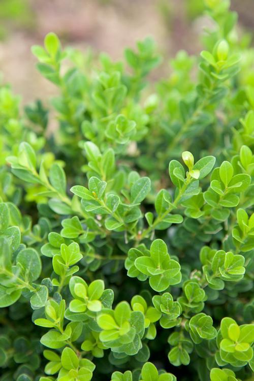 Buxus Microphylla Baby Gem - View 6 from www redcrocus com