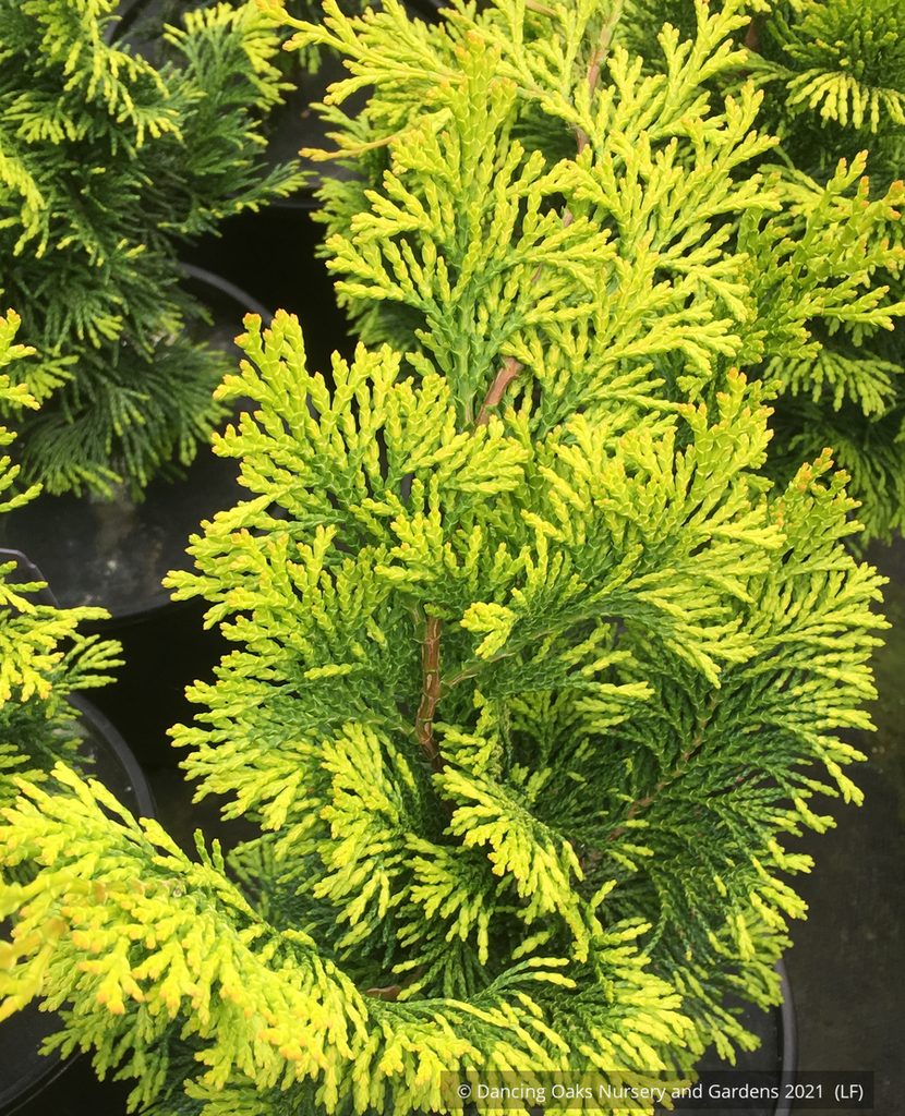 Chamaecyparis Obtusa Elmwood Gold - View 14 from www redcrocus com