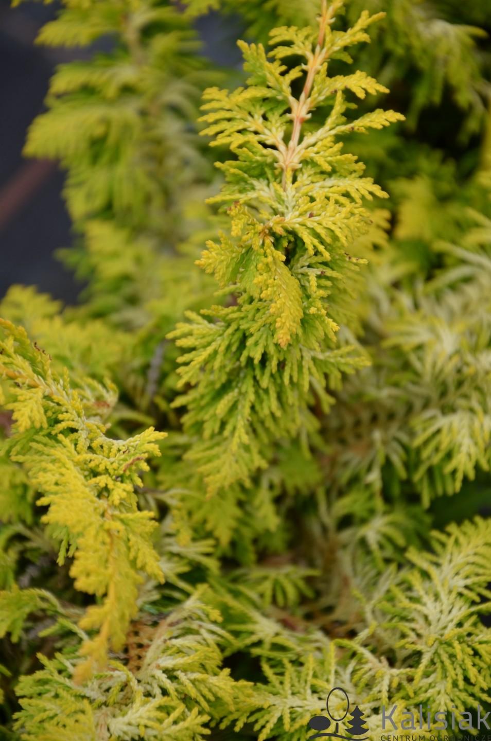 Chamaecyparis Obtusa Elmwood Gold - View 18 from www redcrocus com