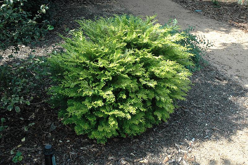 Chamaecyparis Obtusa Elmwood Gold - View 19 from www redcrocus com