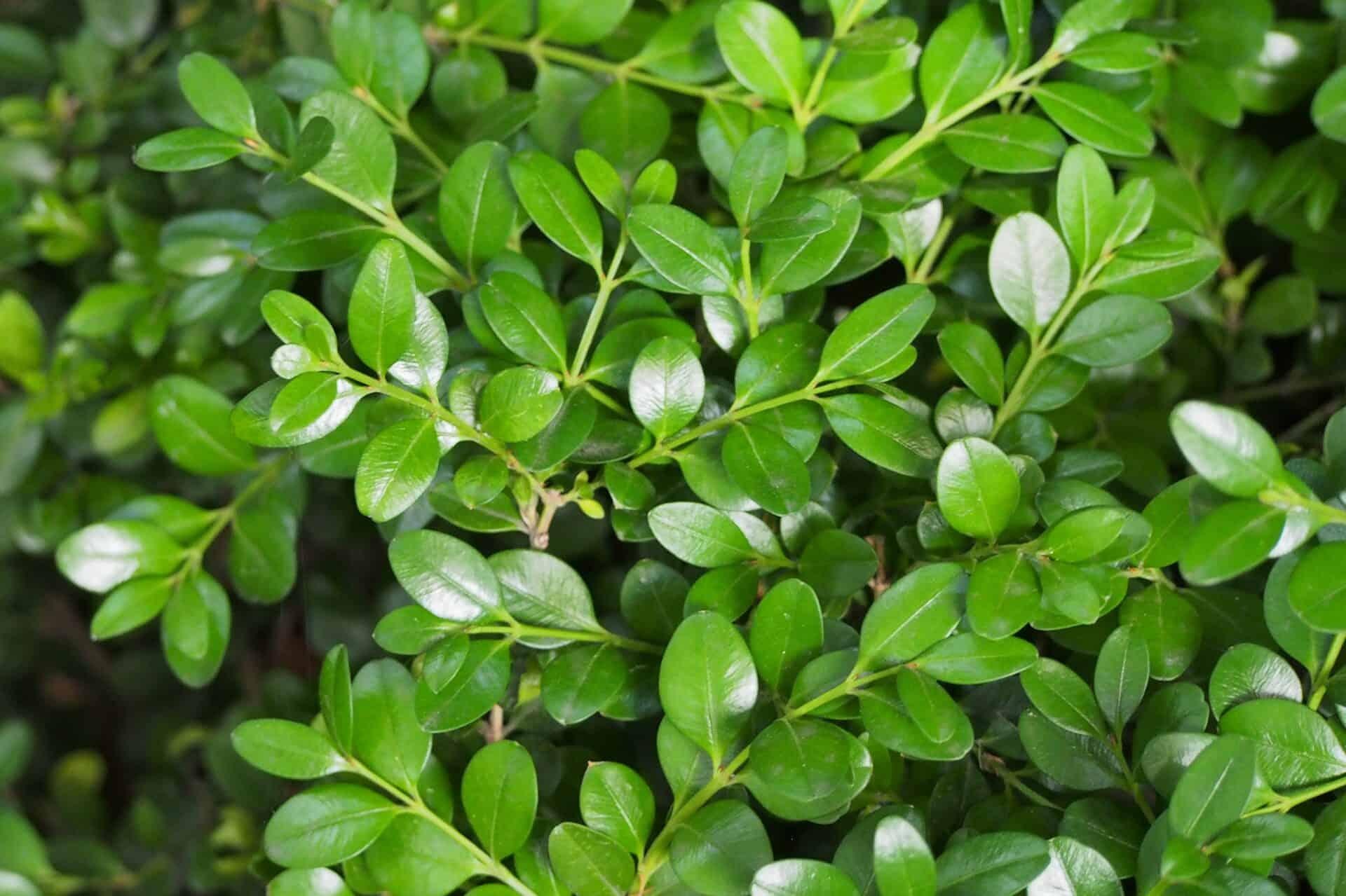 Buxus Microphylla Green Mountain - View 15 from www redcrocus com