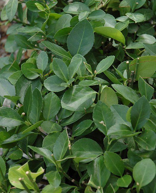 Euonymus Kiautschovicus Manhattan Espalier - View 11 from www redcrocus com