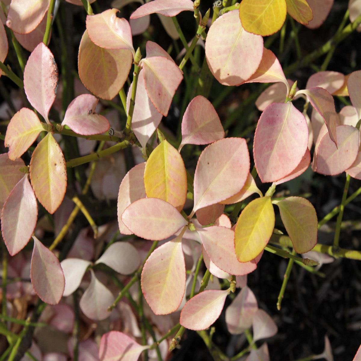 Euonymus Kiautschovicus Manhattan Espalier - View 14 from www redcrocus com