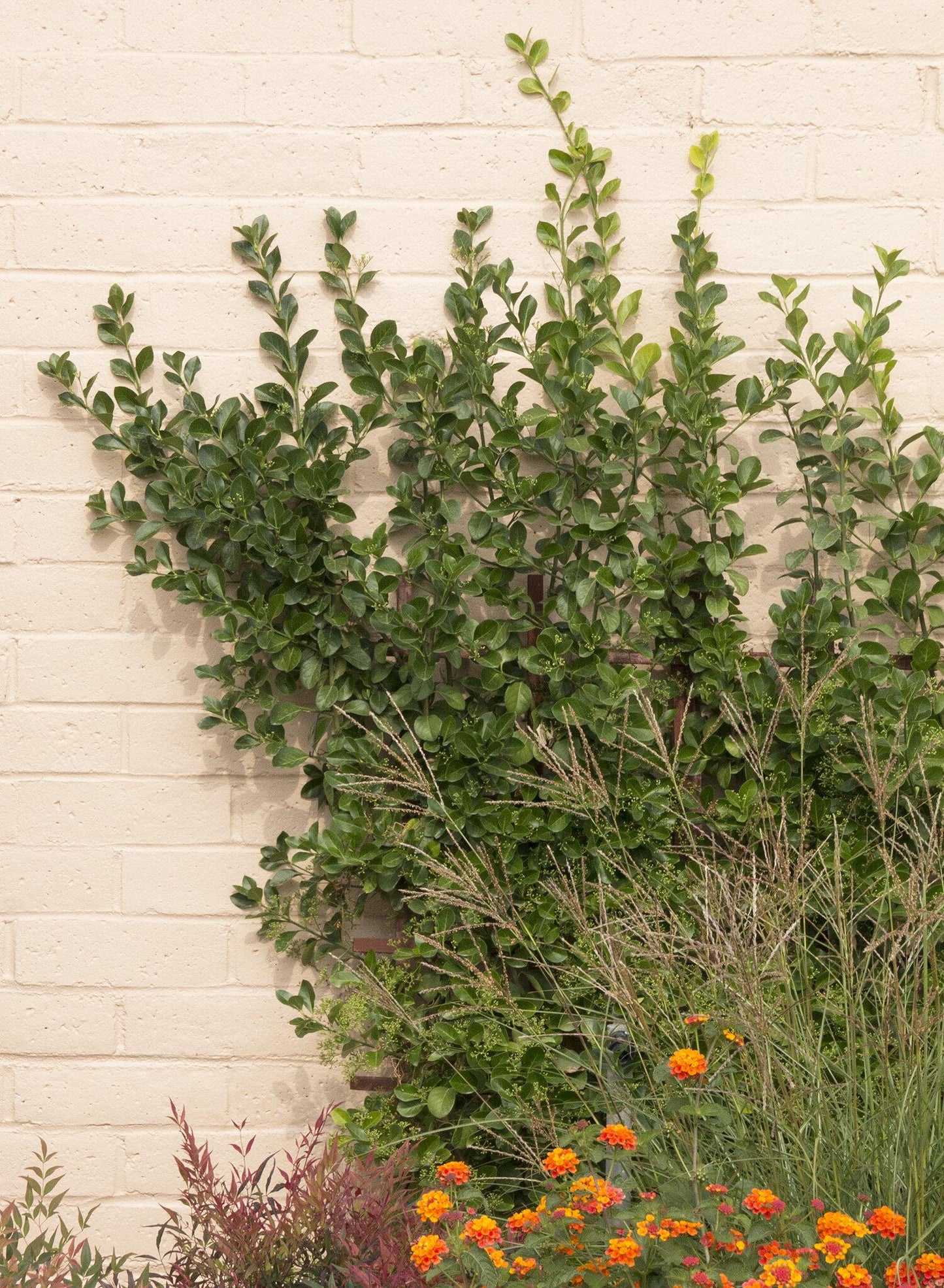 Euonymus Kiautschovicus Manhattan Espalier - View 16 from www redcrocus com