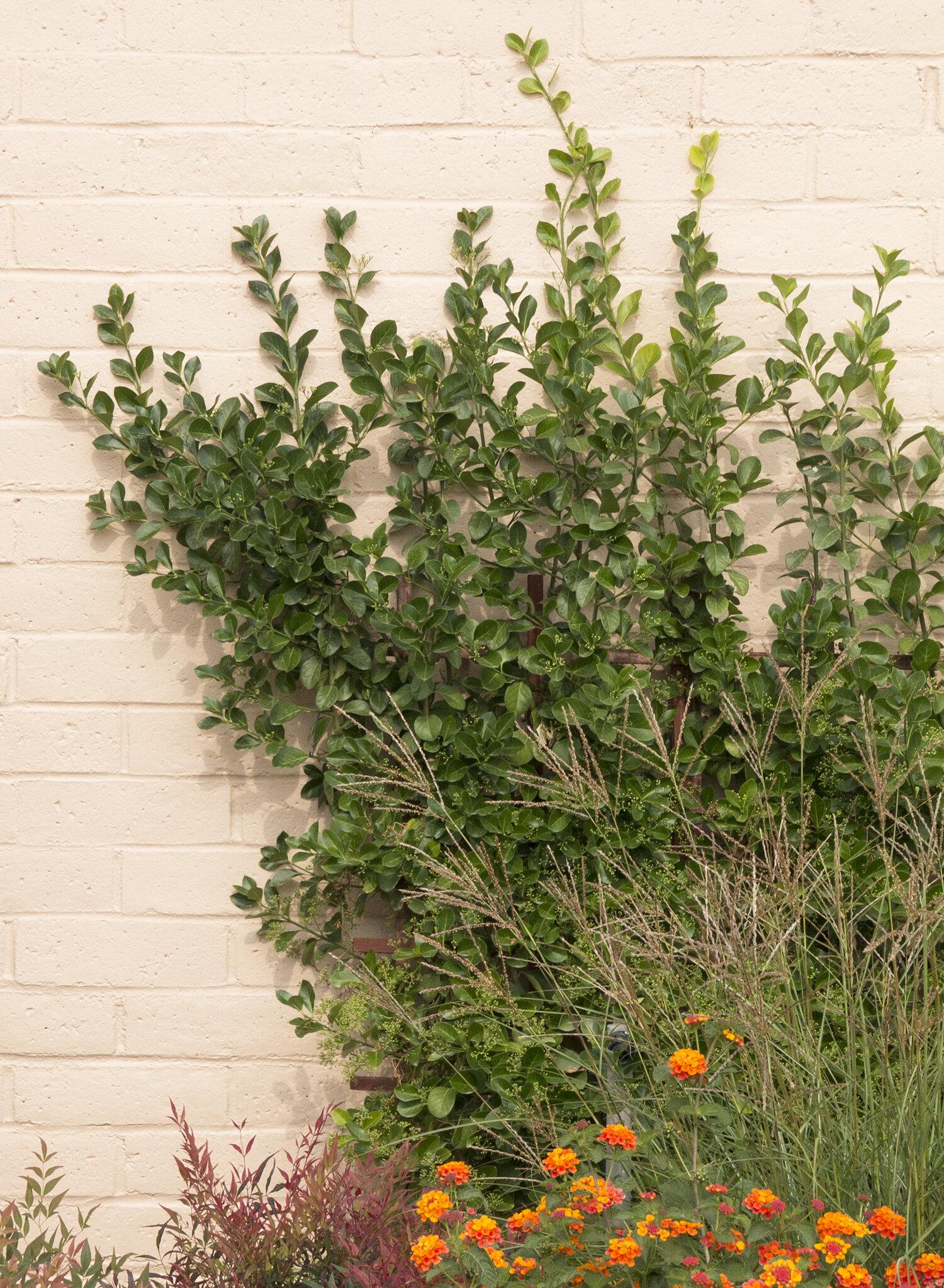 Euonymus Kiautschovicus Manhattan Espalier - View 16 from www redcrocus com