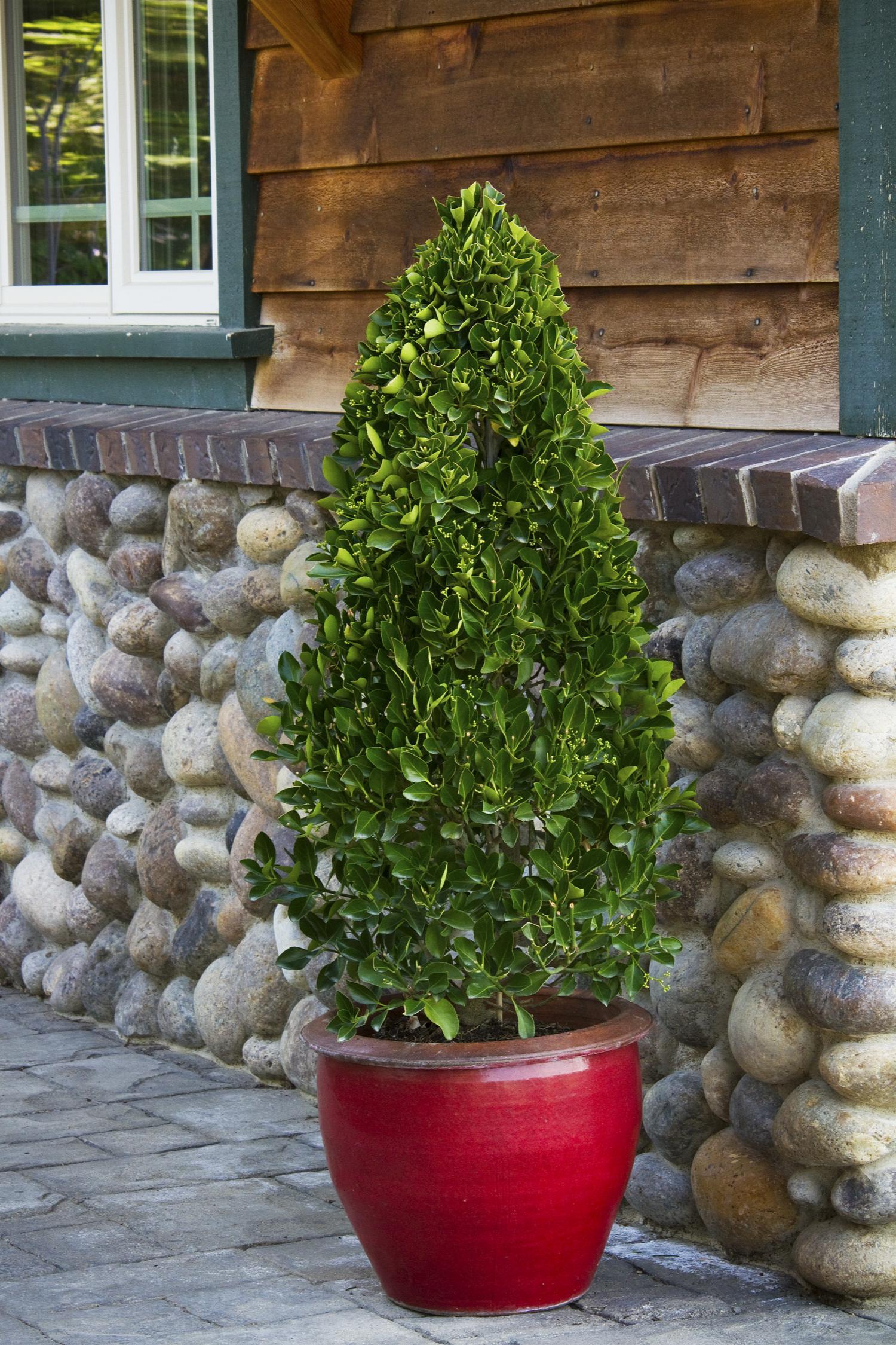 Euonymus Kiautschovicus Manhattan Espalier - View 17 from www redcrocus com
