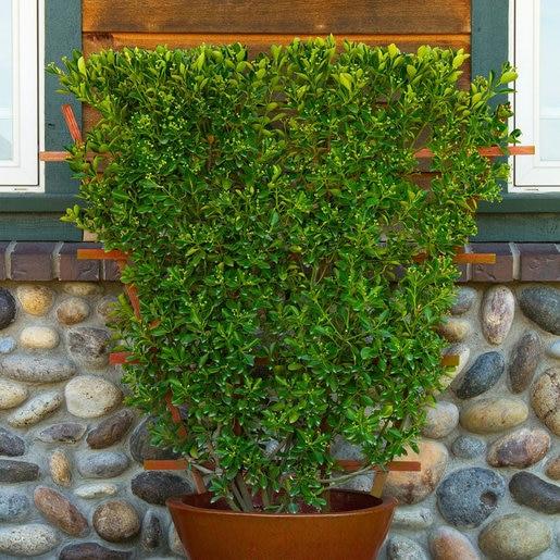 Euonymus Kiautschovicus Manhattan Espalier - View 2 from www redcrocus com