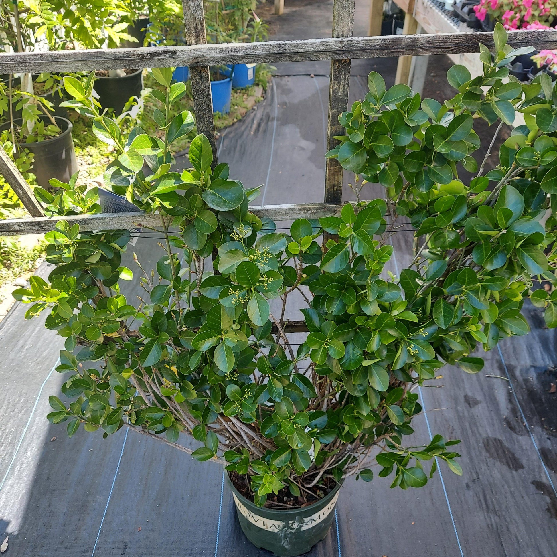 Euonymus Kiautschovicus Manhattan Espalier - View 8 from www redcrocus com