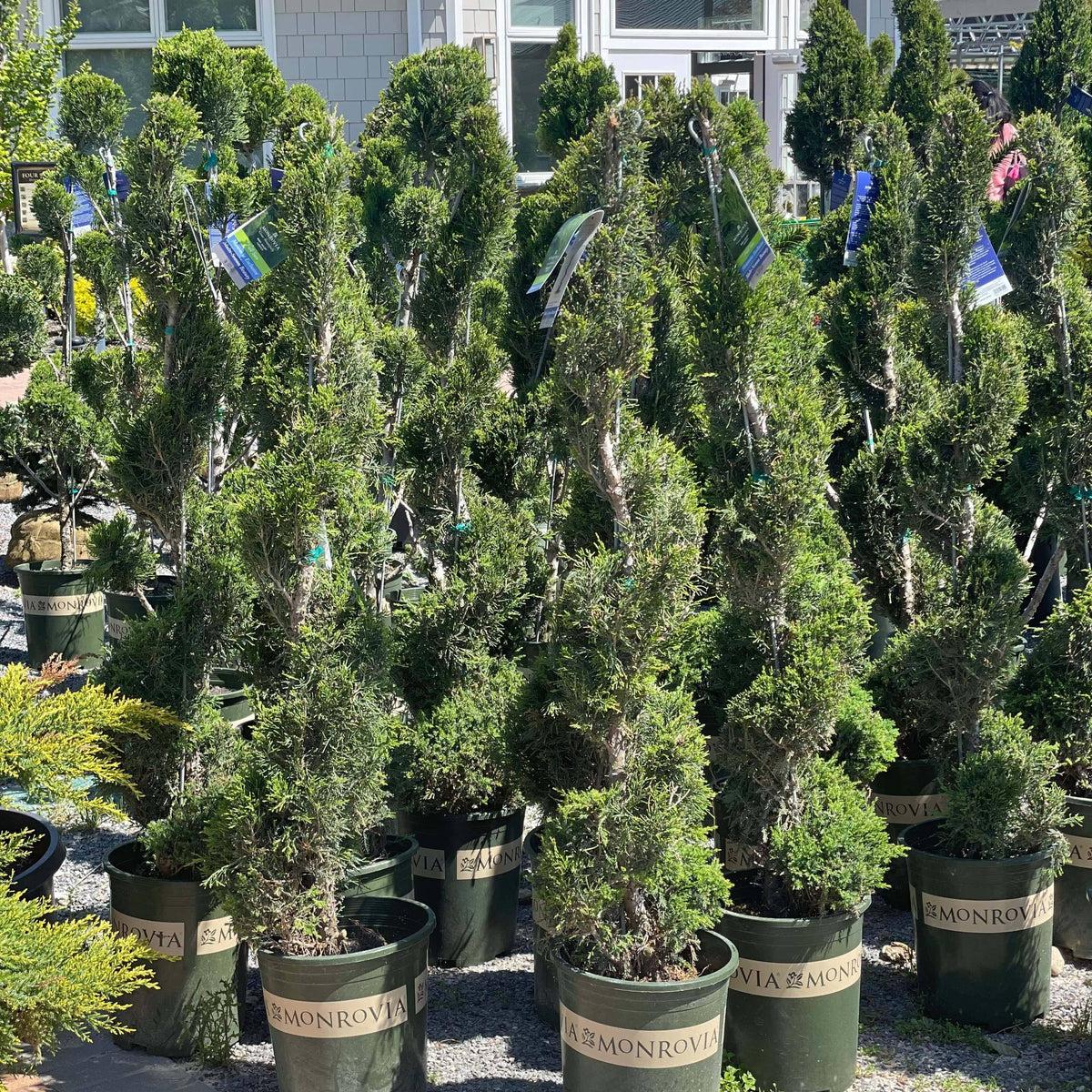 Juniperus Chinensis 'mint Julep' Spiral - View 11 from www redcrocus com