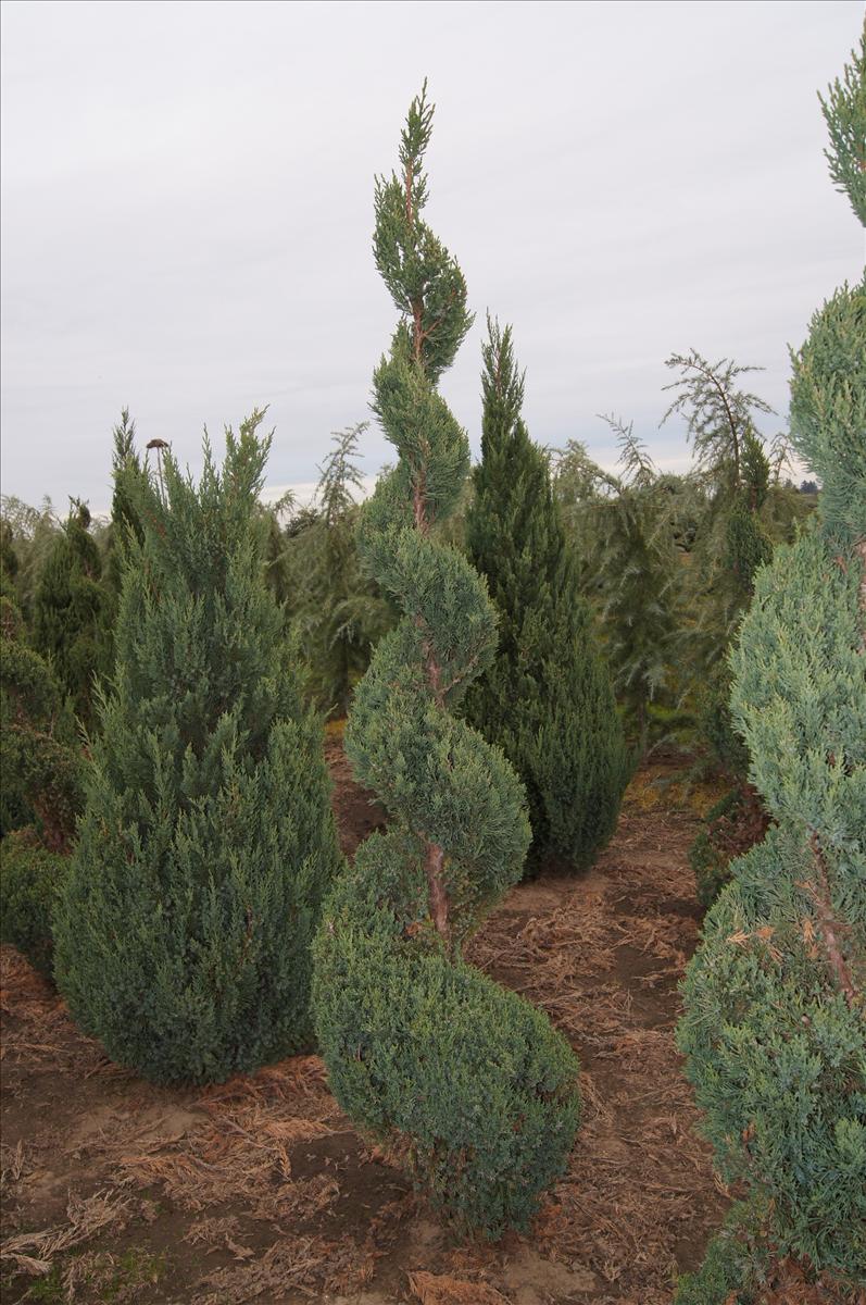 Juniperus Chinensis 'mint Julep' Spiral - View 14 from www redcrocus com