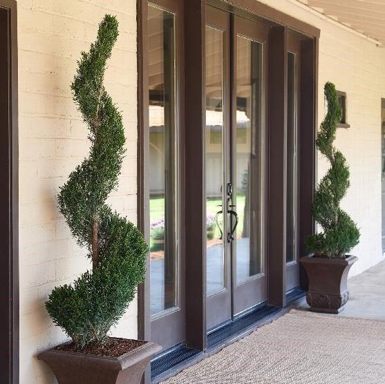 Juniperus Chinensis 'mint Julep' Spiral - View 15 from www redcrocus com