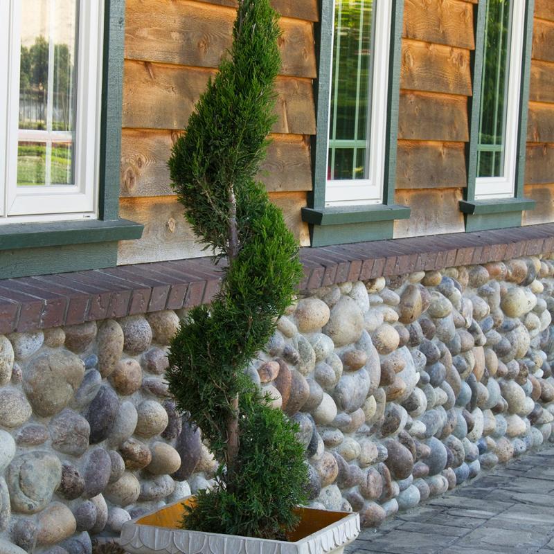 Juniperus Chinensis 'mint Julep' Spiral - View 16 from www redcrocus com