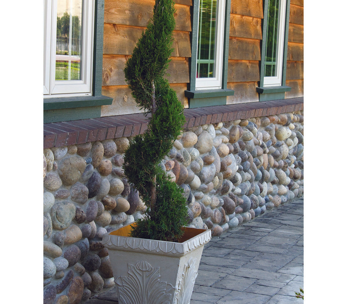 Juniperus Chinensis 'mint Julep' Spiral - View 17 from www redcrocus com