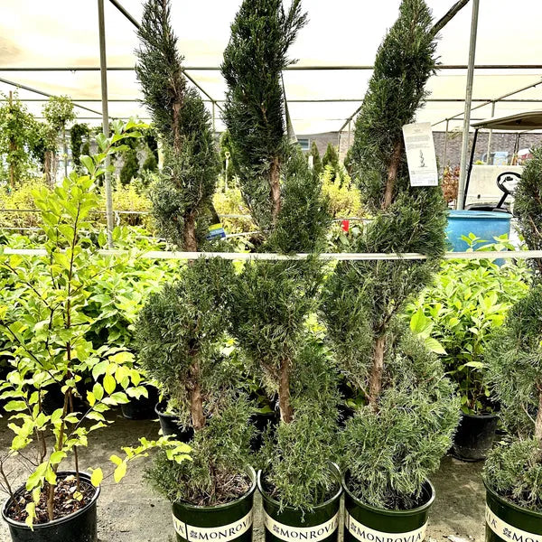 Juniperus Chinensis 'mint Julep' Spiral - View 18 from www redcrocus com