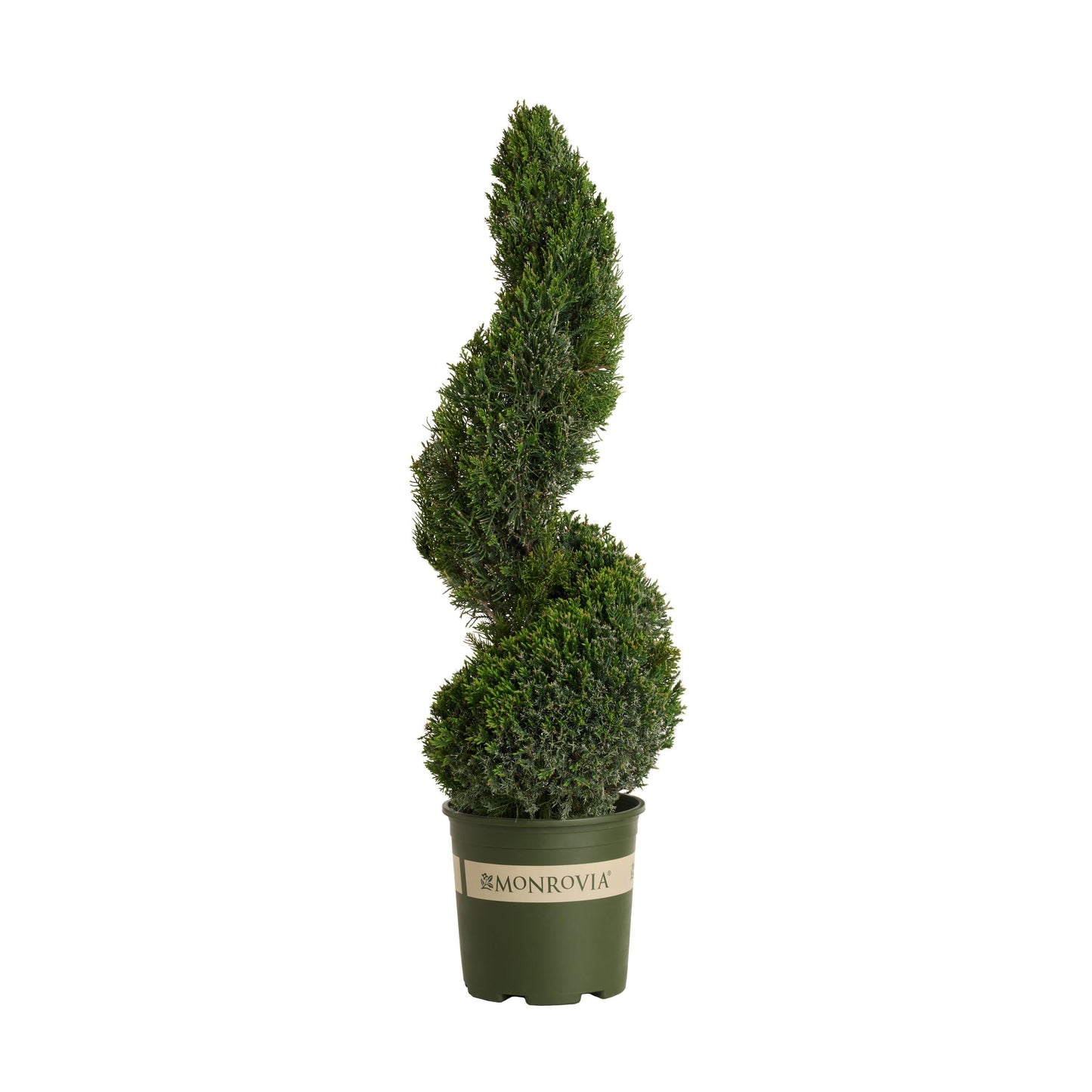 Juniperus Chinensis 'mint Julep' Spiral - View 1 from www redcrocus com
