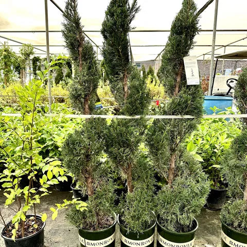 Juniperus Chinensis 'mint Julep' Spiral - View 21 from www redcrocus com
