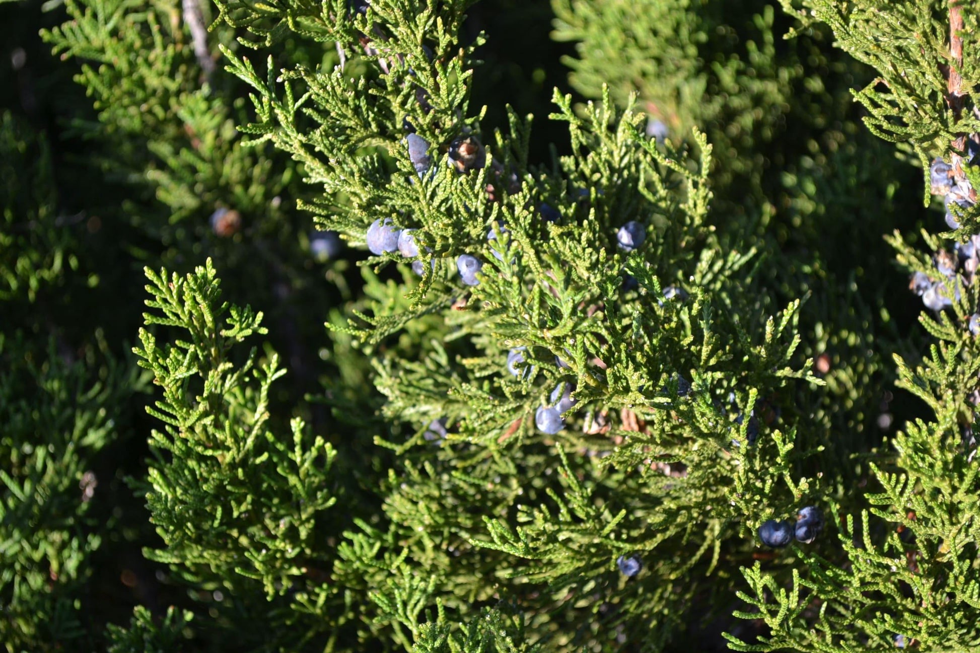 Juniperus Chinensis 'mint Julep' Spiral - View 22 from www redcrocus com