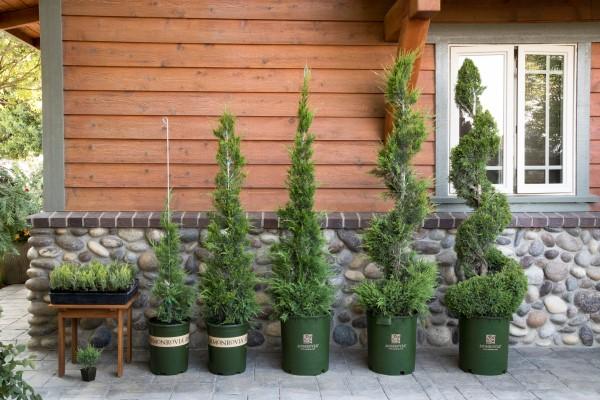 Juniperus Chinensis 'mint Julep' Spiral - View 23 from www redcrocus com