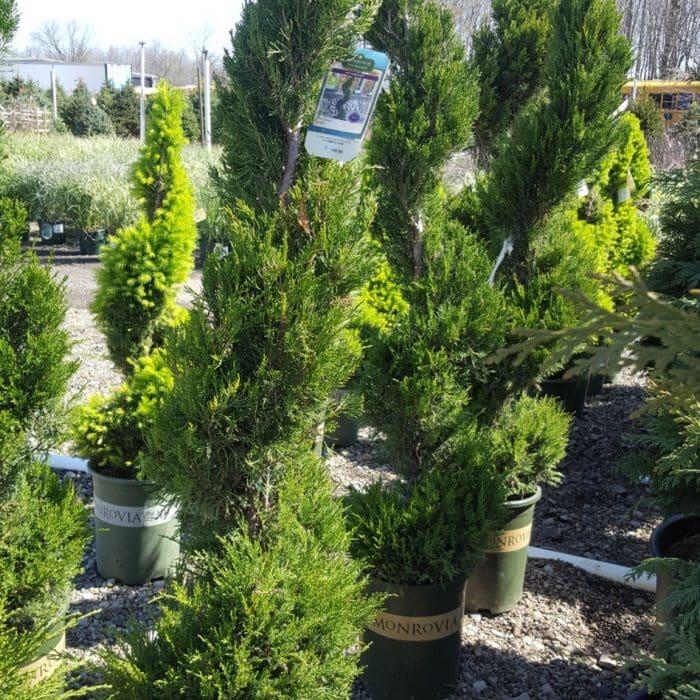 Juniperus Chinensis 'mint Julep' Spiral - View 24 from www redcrocus com