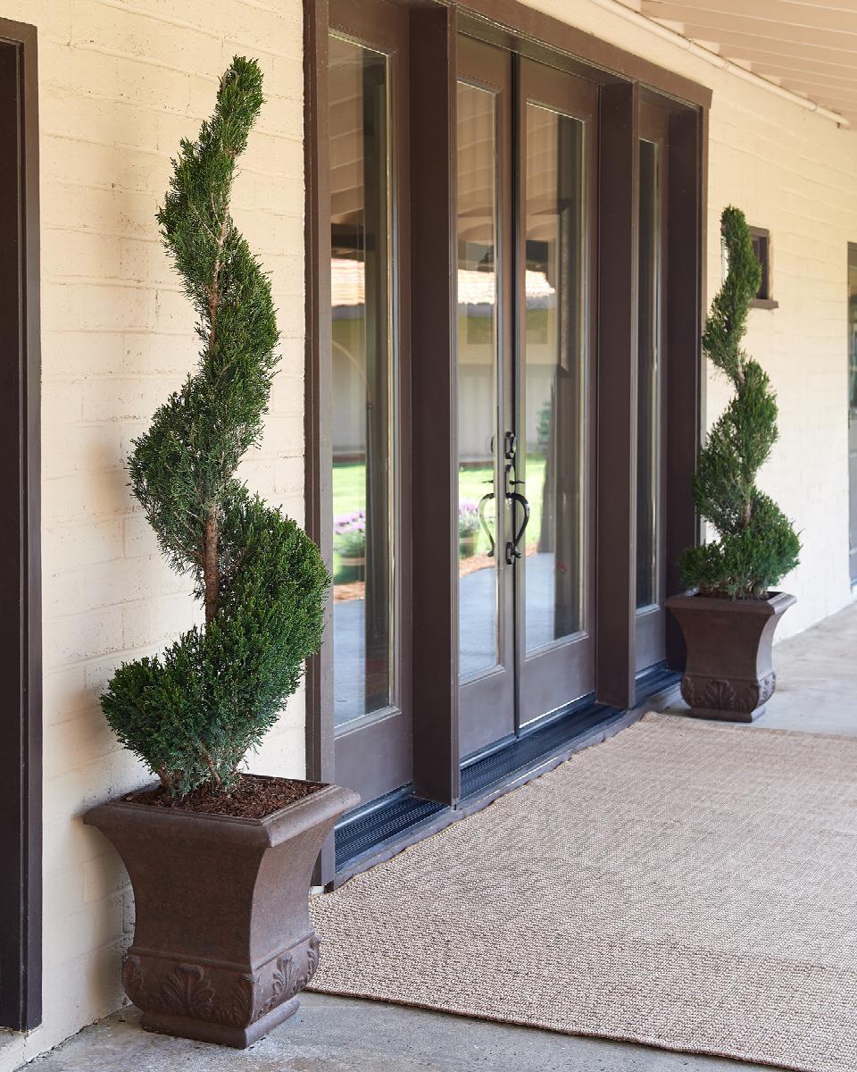 Juniperus Chinensis 'mint Julep' Spiral - View 25 from www redcrocus com