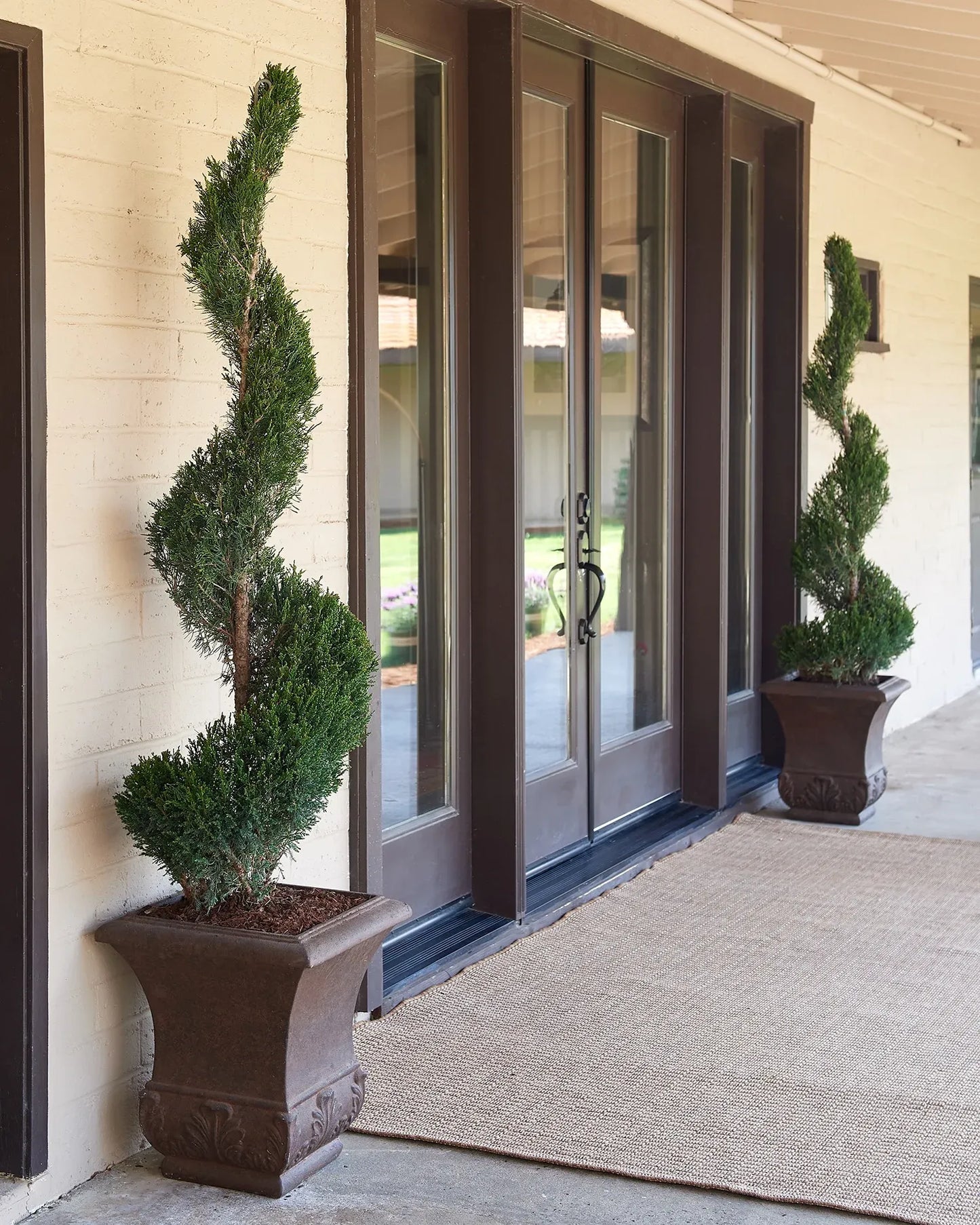Juniperus Chinensis 'mint Julep' Spiral - View 26 from www redcrocus com