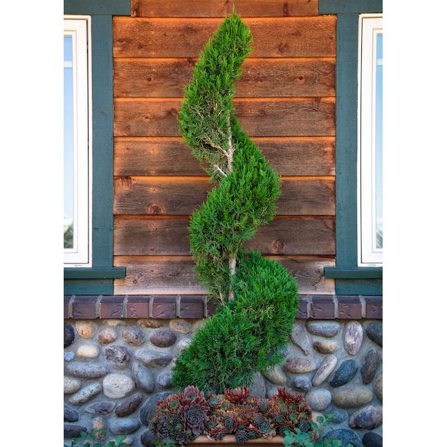 Juniperus Chinensis 'mint Julep' Spiral - View 28 from www redcrocus com