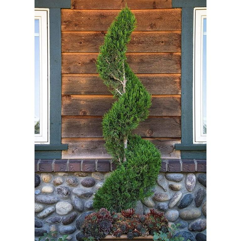 Juniperus Chinensis 'mint Julep' Spiral - View 29 from www redcrocus com