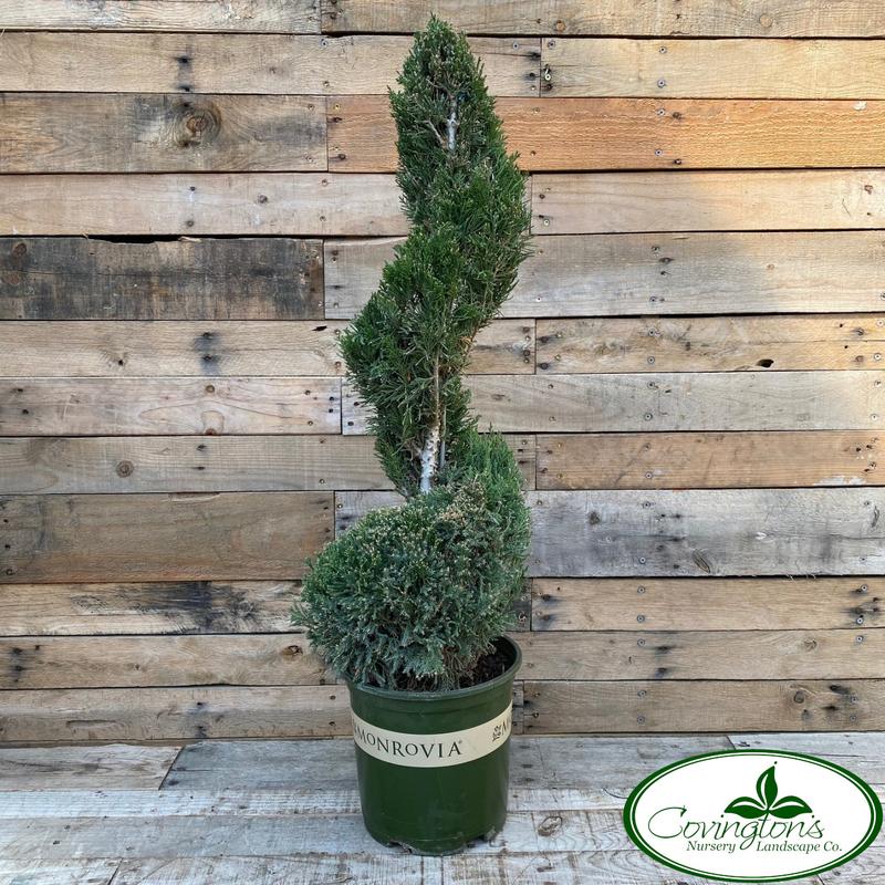 Juniperus Chinensis 'mint Julep' Spiral - View 2 from www redcrocus com
