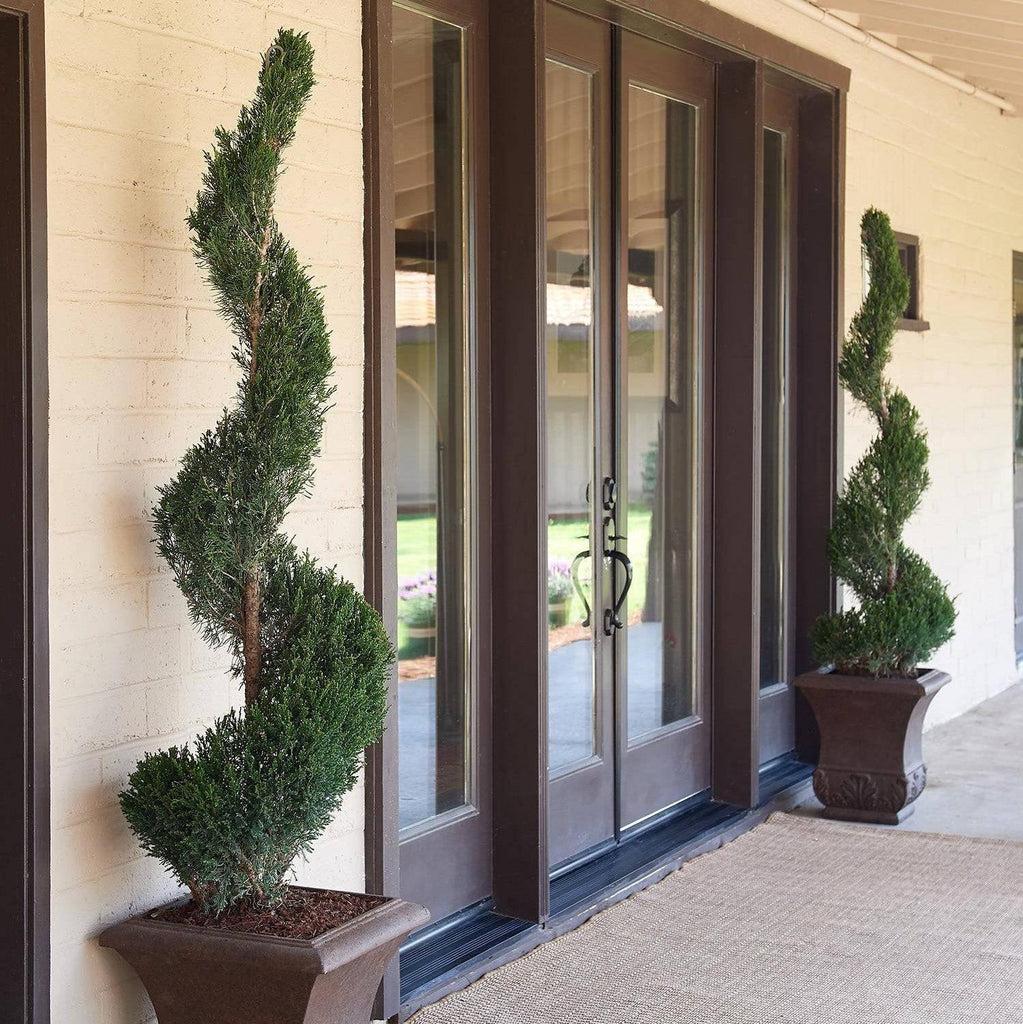 Juniperus Chinensis 'mint Julep' Spiral - View 3 from www redcrocus com
