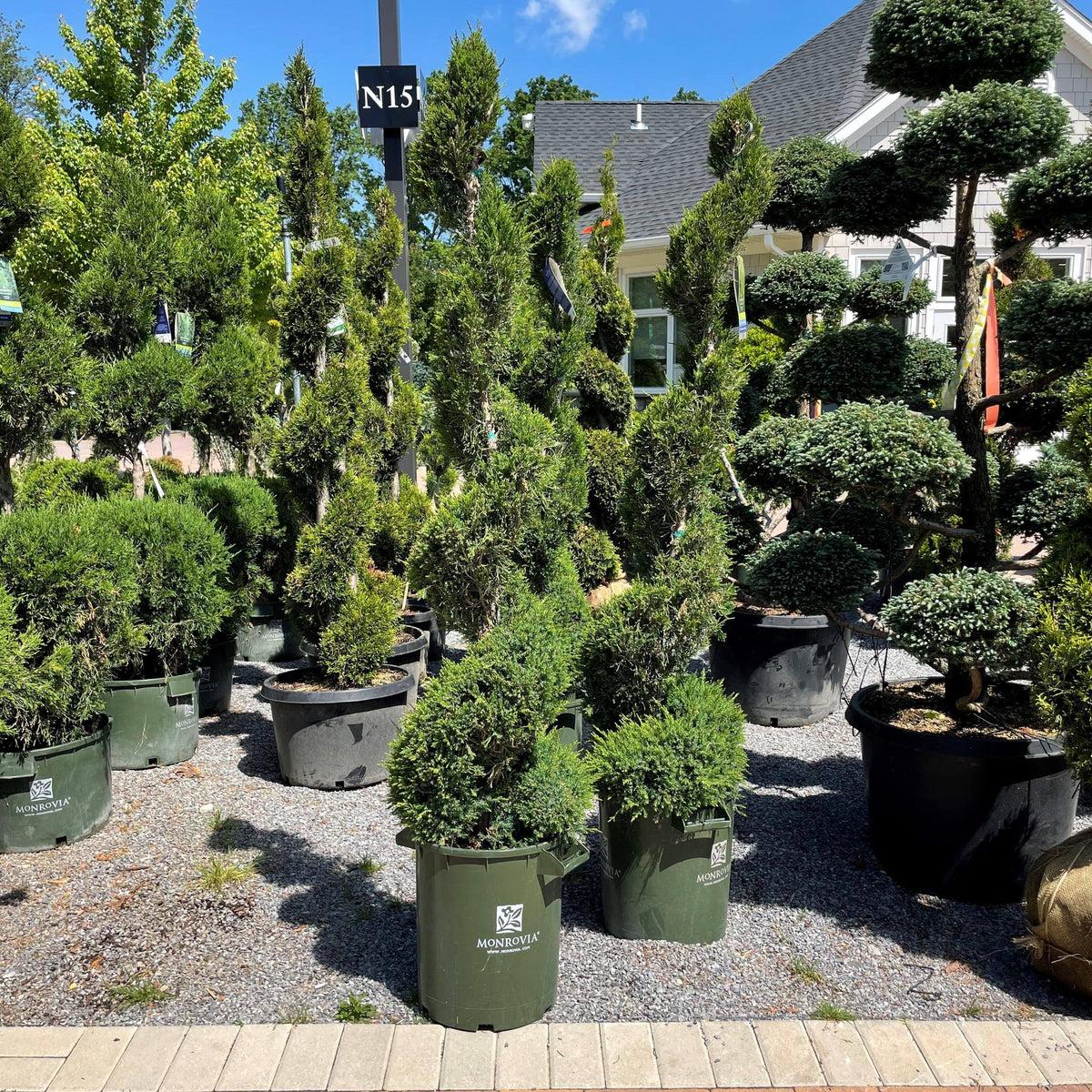 Juniperus Chinensis 'mint Julep' Spiral - View 4 from www redcrocus com