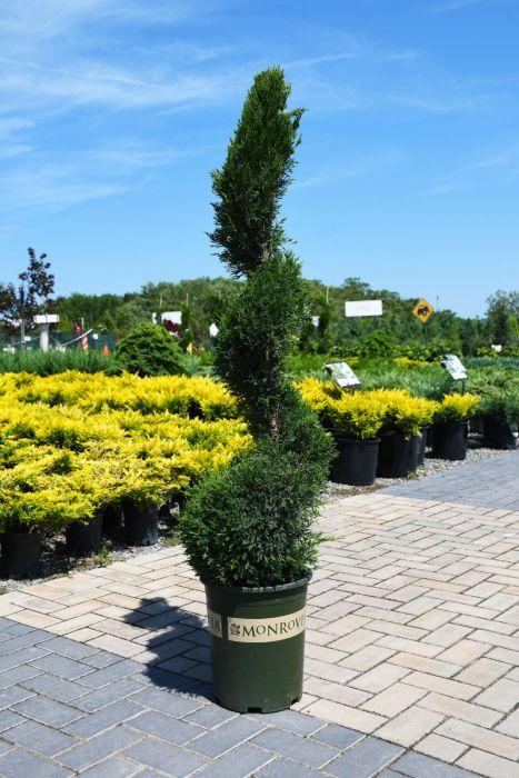 Juniperus Chinensis 'mint Julep' Spiral - View 5 from www redcrocus com