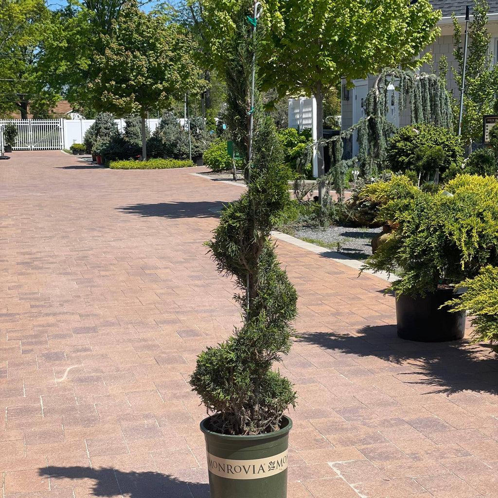 Juniperus Chinensis 'mint Julep' Spiral - View 6 from www redcrocus com