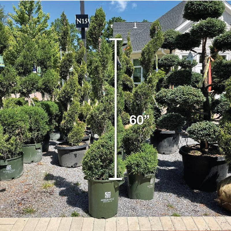 Juniperus Chinensis 'mint Julep' Spiral - View 7 from www redcrocus com