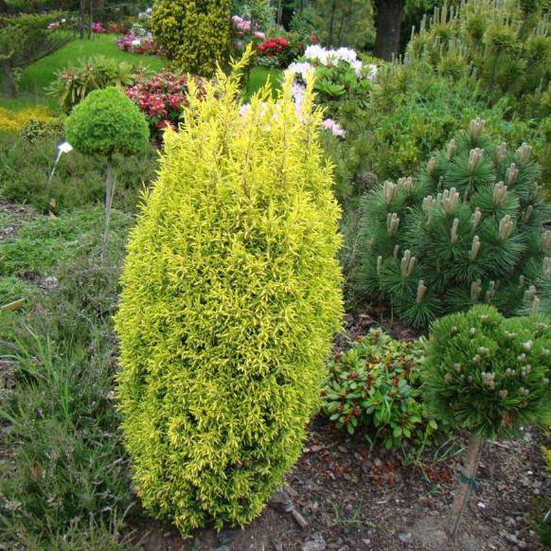 Juniperus Communis Gold Cone - View 10 from www redcrocus com