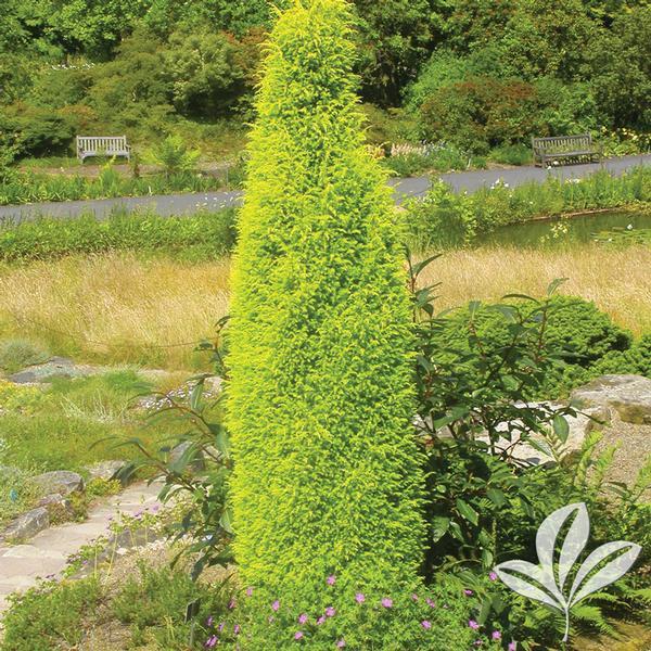 Juniperus Communis Gold Cone - View 10 from www redcrocus com