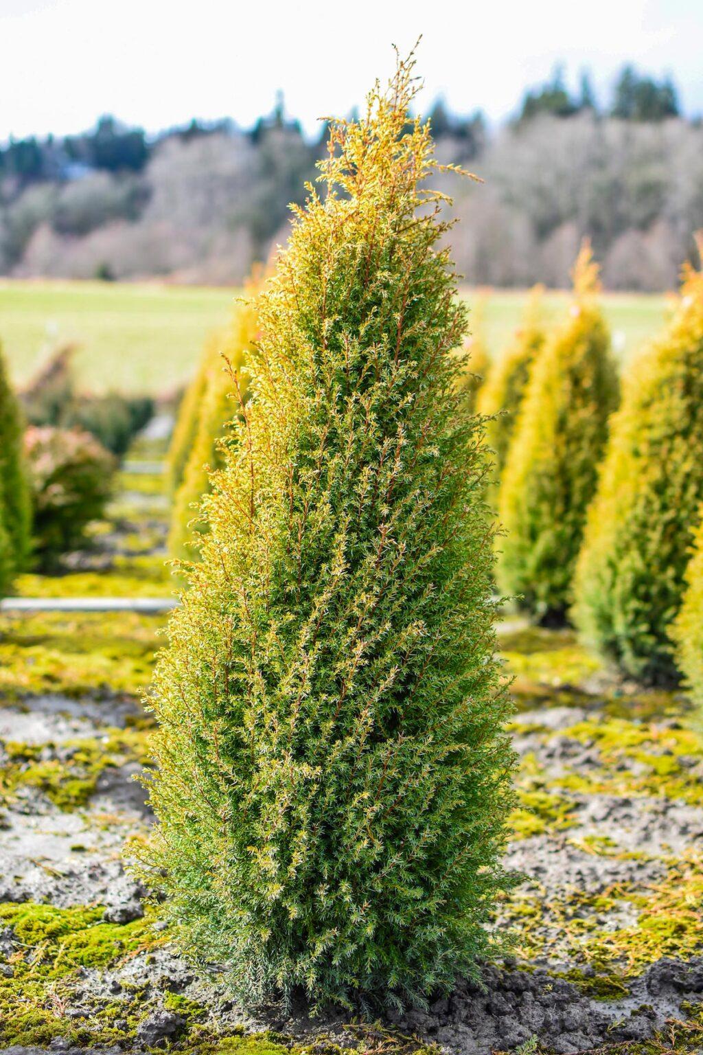 Juniperus Communis Gold Cone - View 11 from www redcrocus com