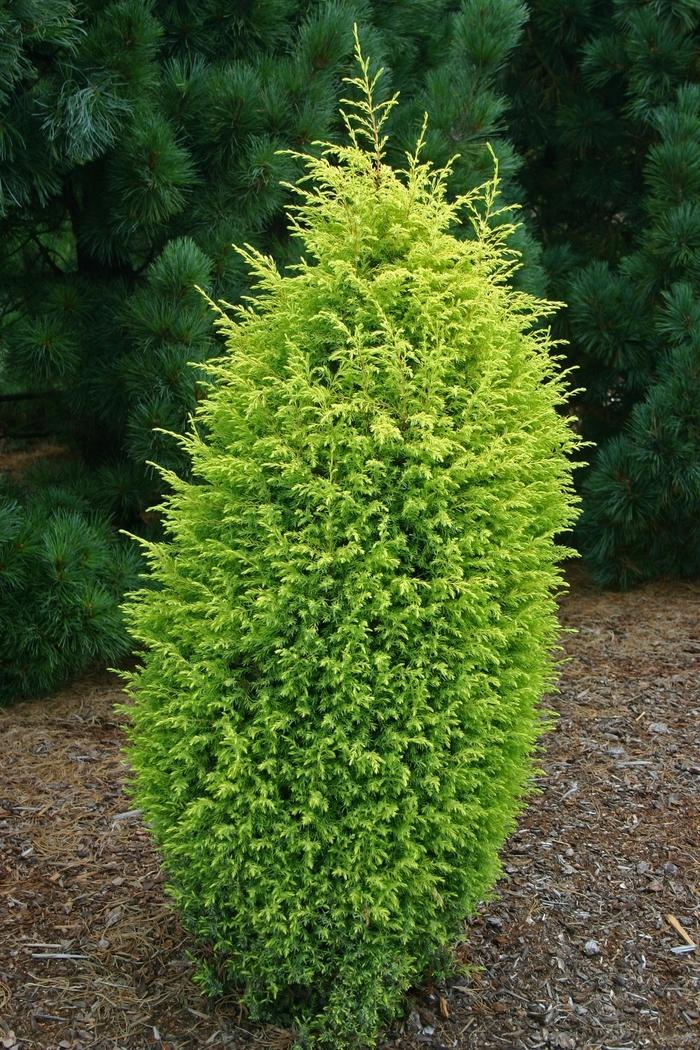Juniperus Communis Gold Cone - View 12 from www redcrocus com