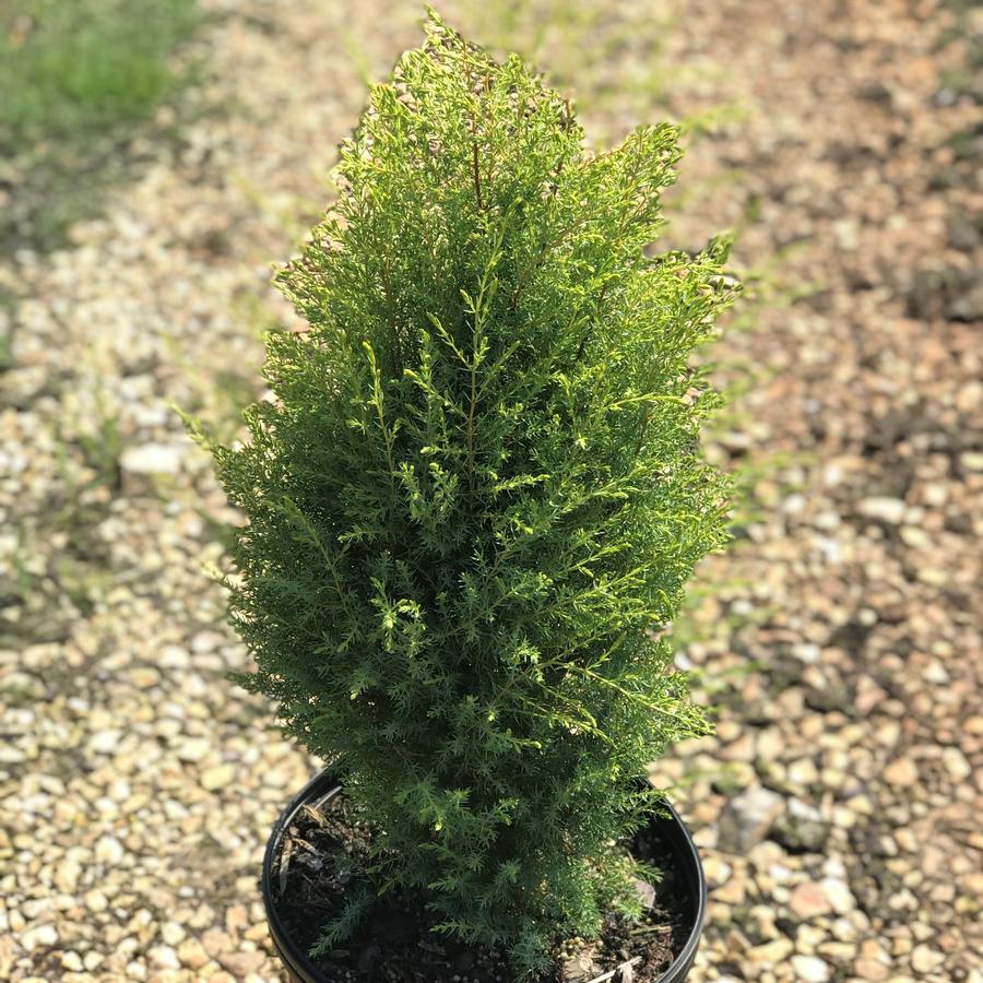 Juniperus Communis Gold Cone - View 13 from www redcrocus com