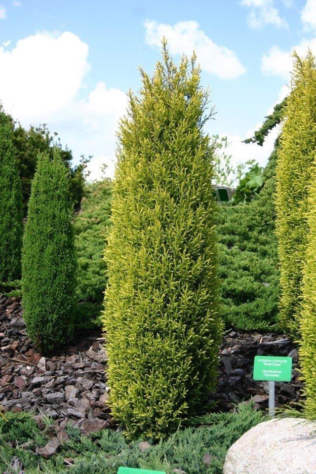 Juniperus Communis Gold Cone - View 14 from www redcrocus com