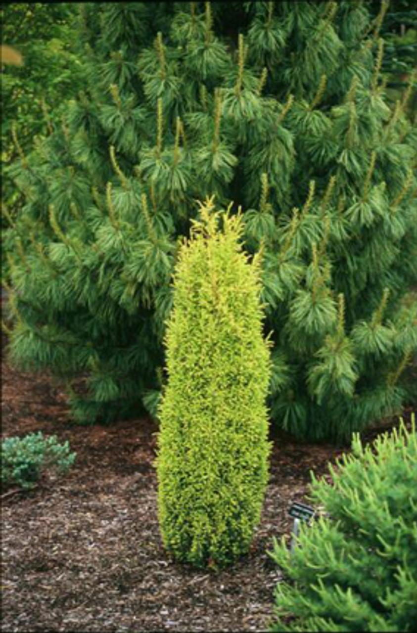 Juniperus Communis Gold Cone - View 15 from www redcrocus com