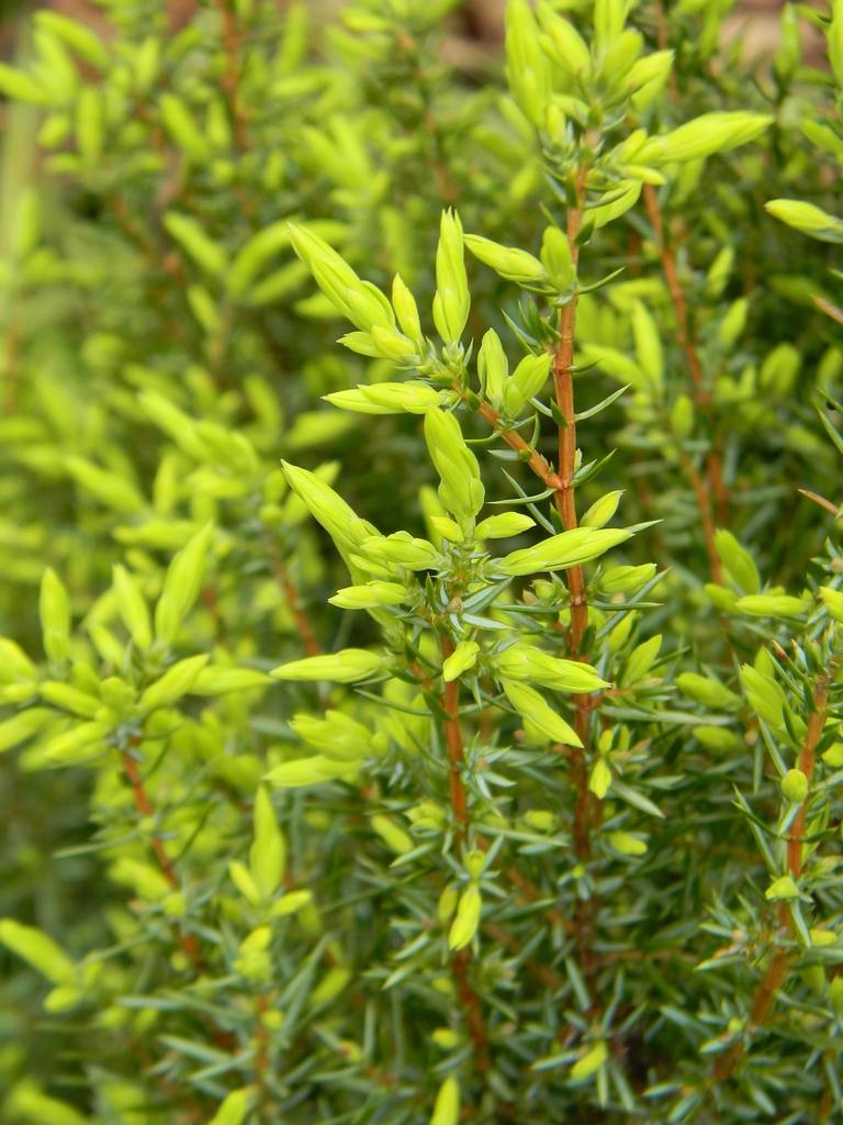 Juniperus Communis Gold Cone - View 16 from www redcrocus com