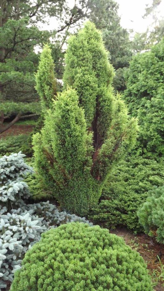 Juniperus Communis Gold Cone - View 18 from www redcrocus com