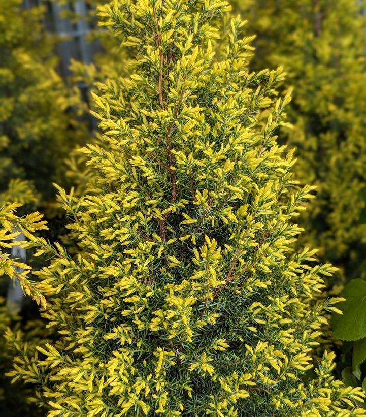 Juniperus Communis Gold Cone - View 20 from www redcrocus com