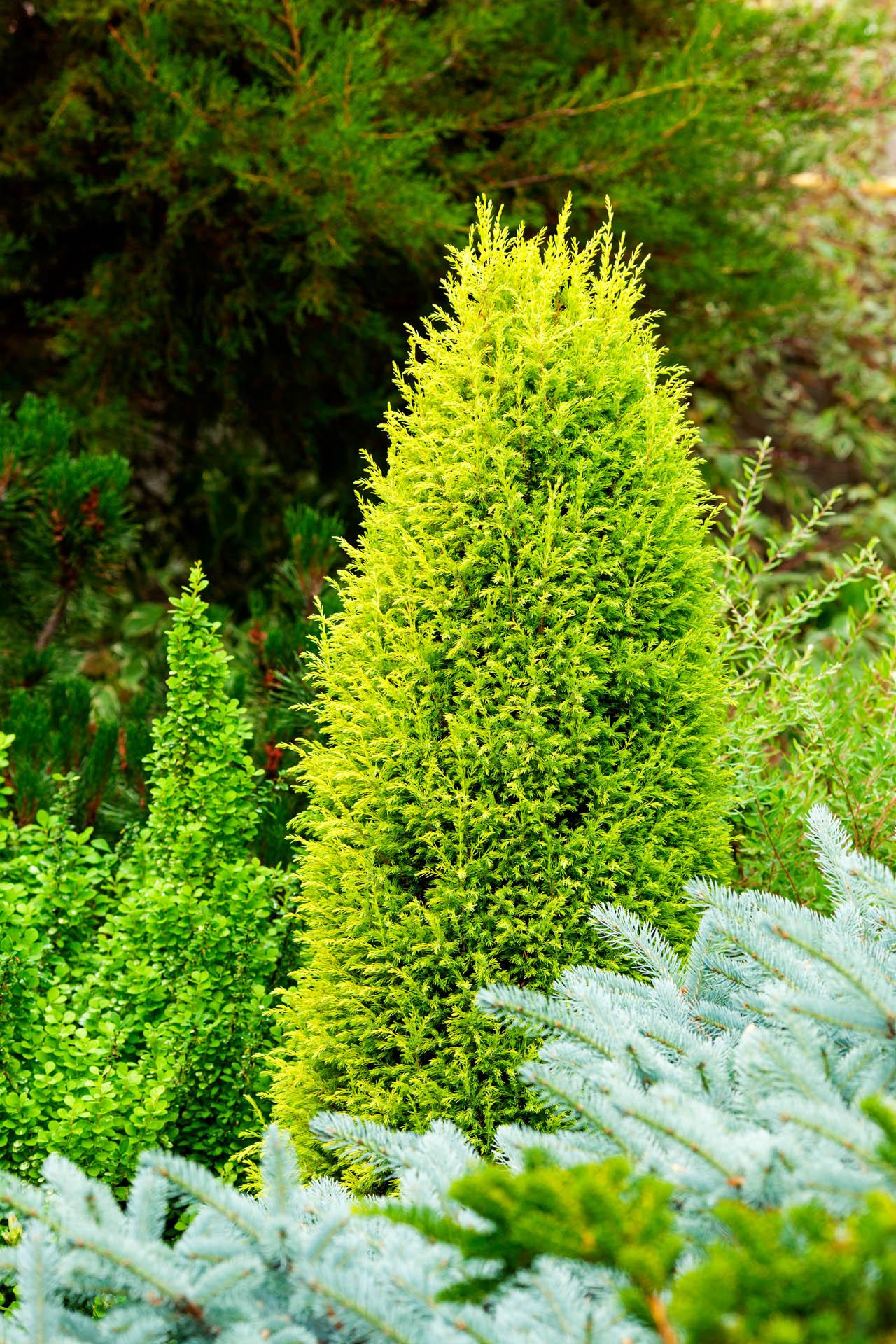 Juniperus Communis Gold Cone - View 2 from www redcrocus com