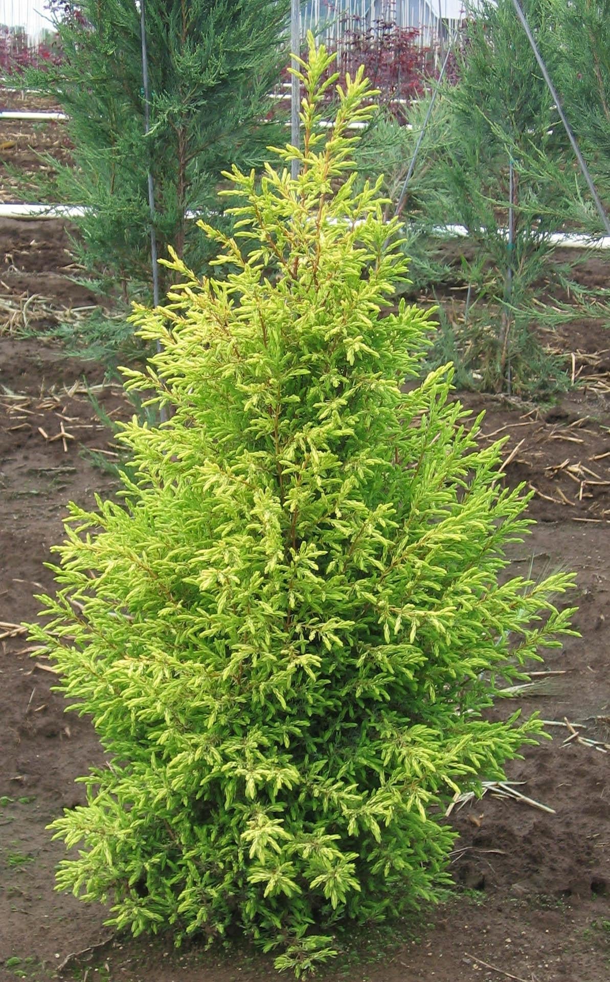 Juniperus Communis Gold Cone - View 3 from www redcrocus com