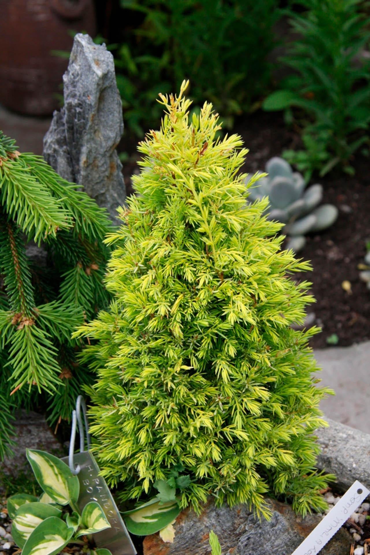 Juniperus Communis Gold Cone - View 4 from www redcrocus com