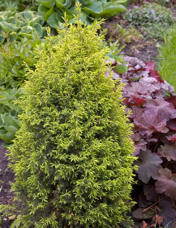 Juniperus Communis Gold Cone - View 5 from www redcrocus com